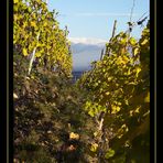 Herbst im Weinberg