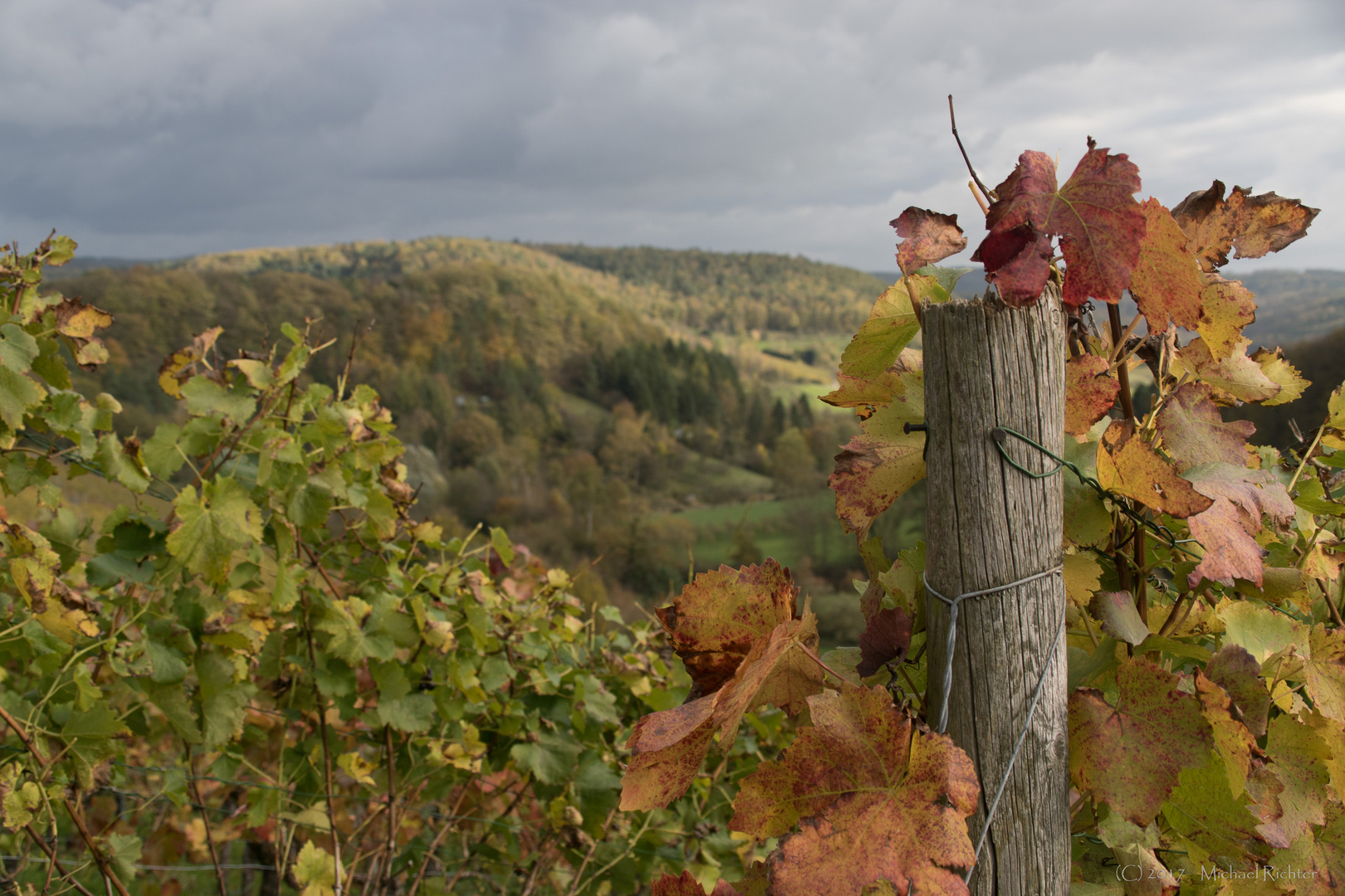 Herbst im Weinberg