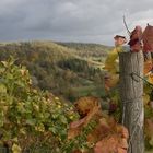 Herbst im Weinberg