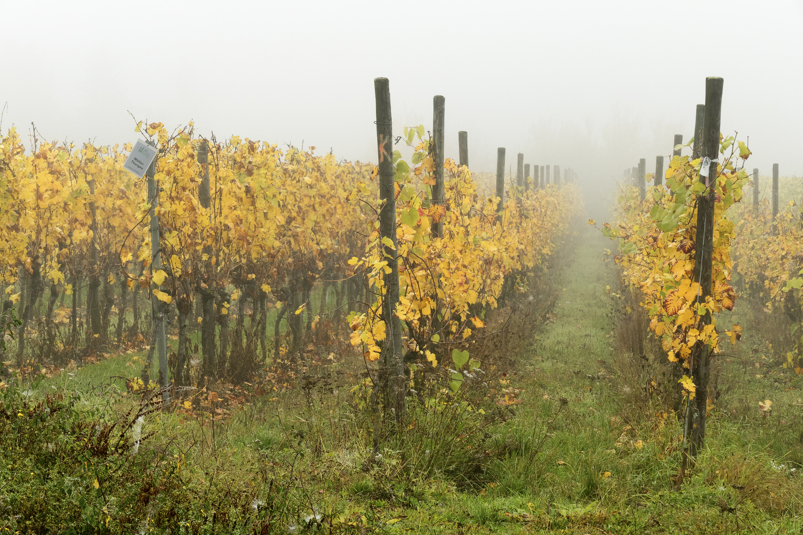 Herbst im Weinberg