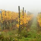 Herbst im Weinberg