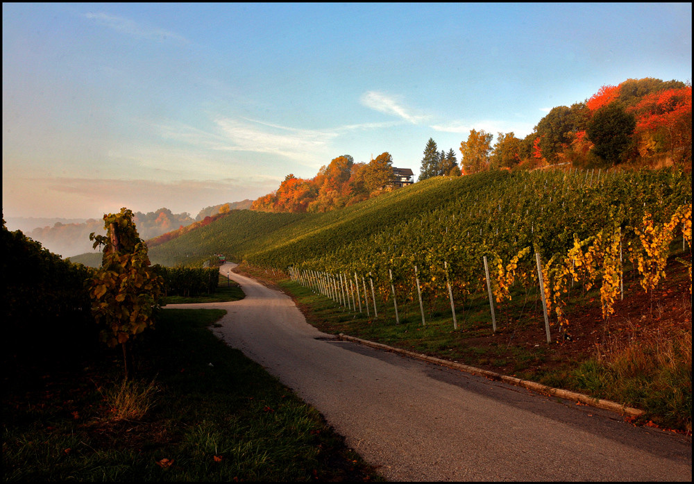 Herbst im Weinberg