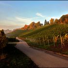 Herbst im Weinberg