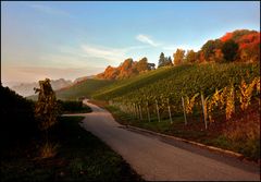 Herbst im Weinberg