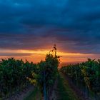 Herbst im Weinberg