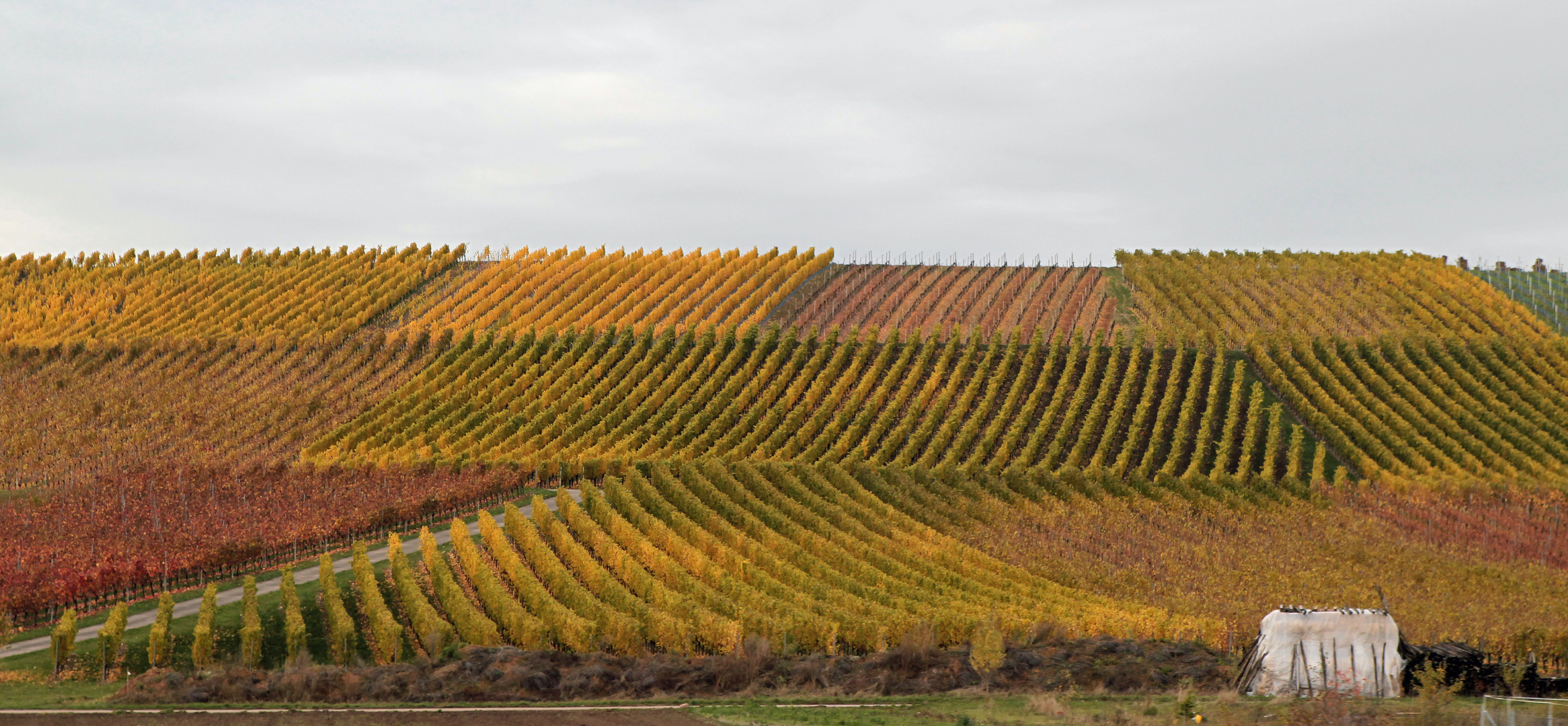 Herbst im Weinberg