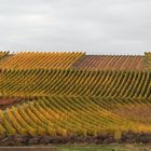 Herbst im Weinberg