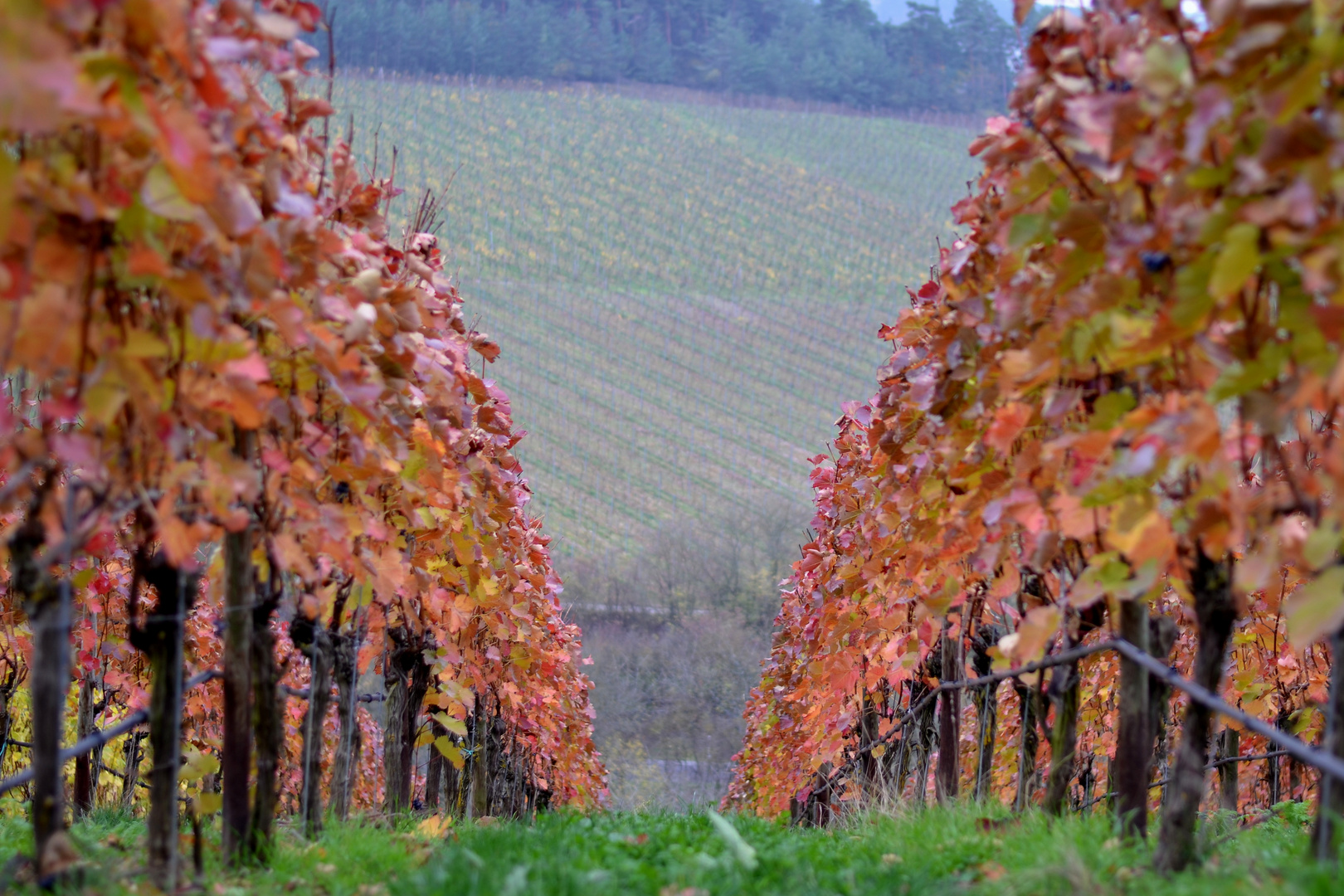 Herbst im Weinberg