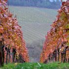 Herbst im Weinberg