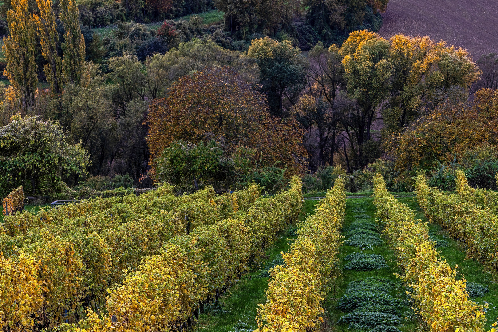 Herbst im Weinberg