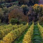 Herbst im Weinberg