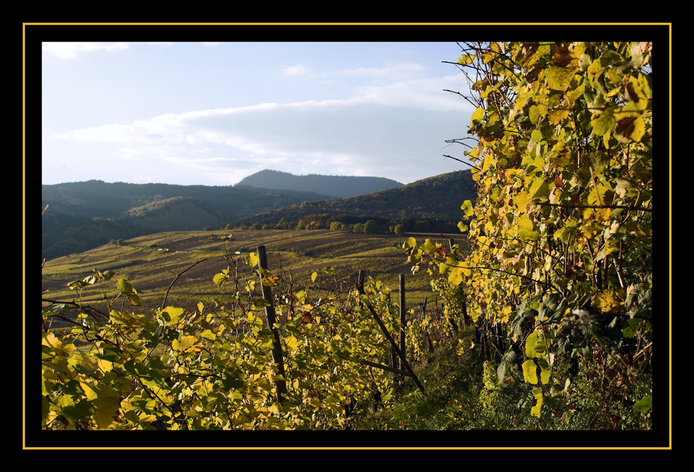 Herbst im Weinberg II