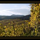 Herbst im Weinberg II