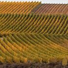 Herbst im Weinberg - ohne Himmel -