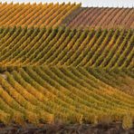 Herbst im Weinberg - ohne Himmel -