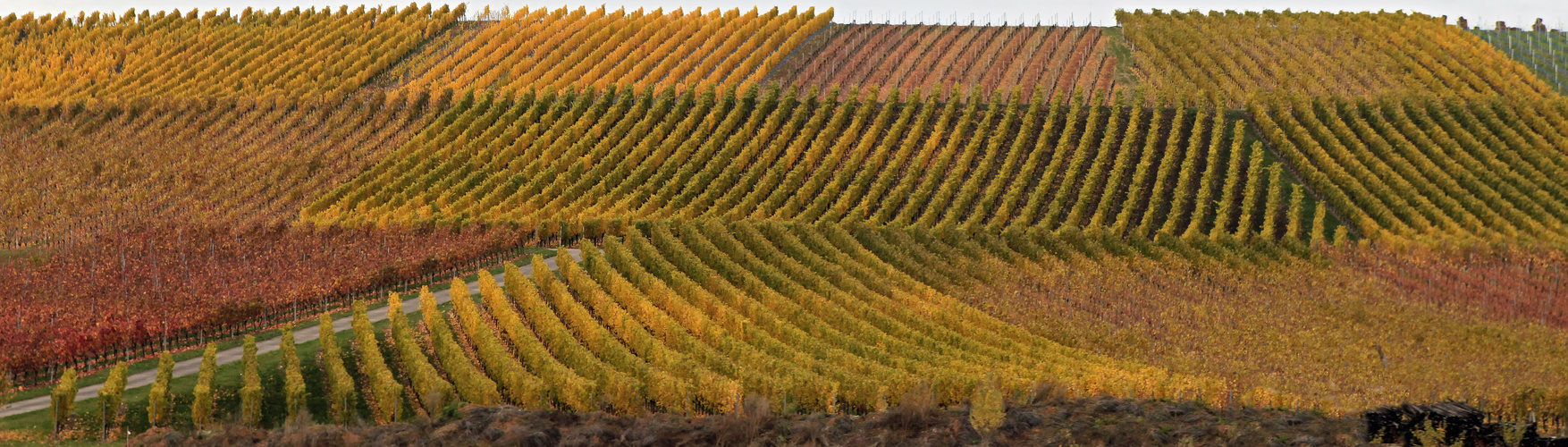 Herbst im Weinberg - ohne Himmel -