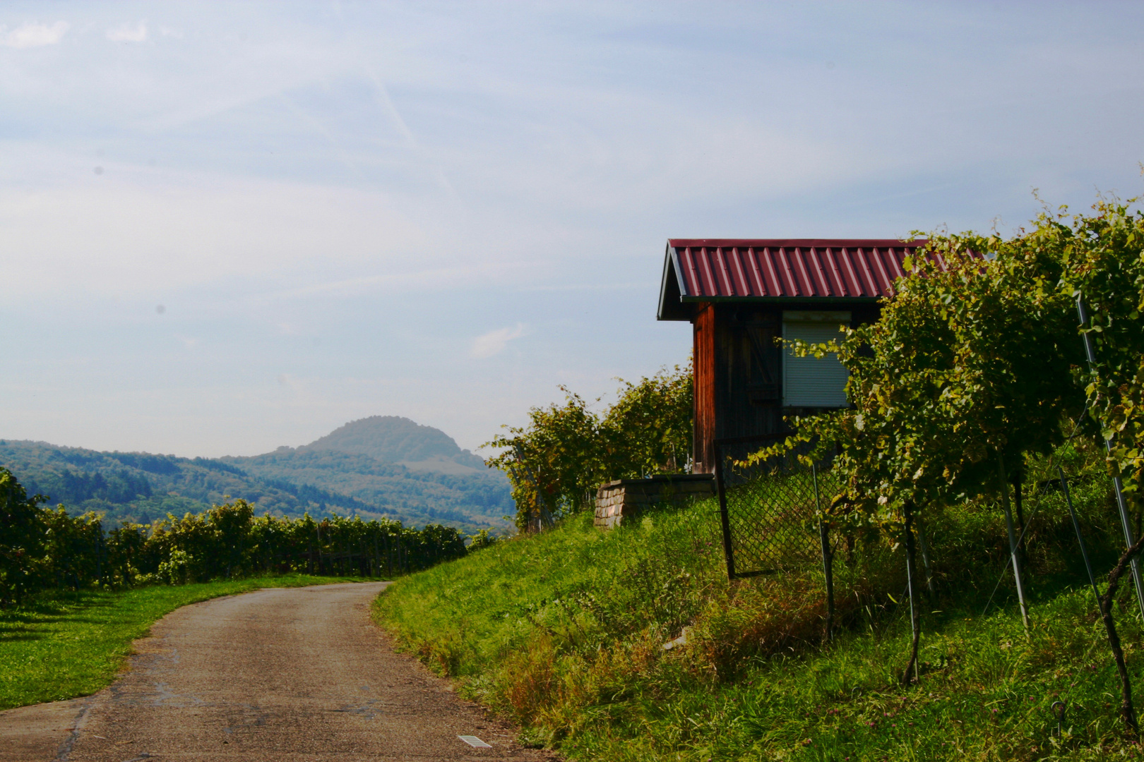  Herbst im Weinberg von Metzingen