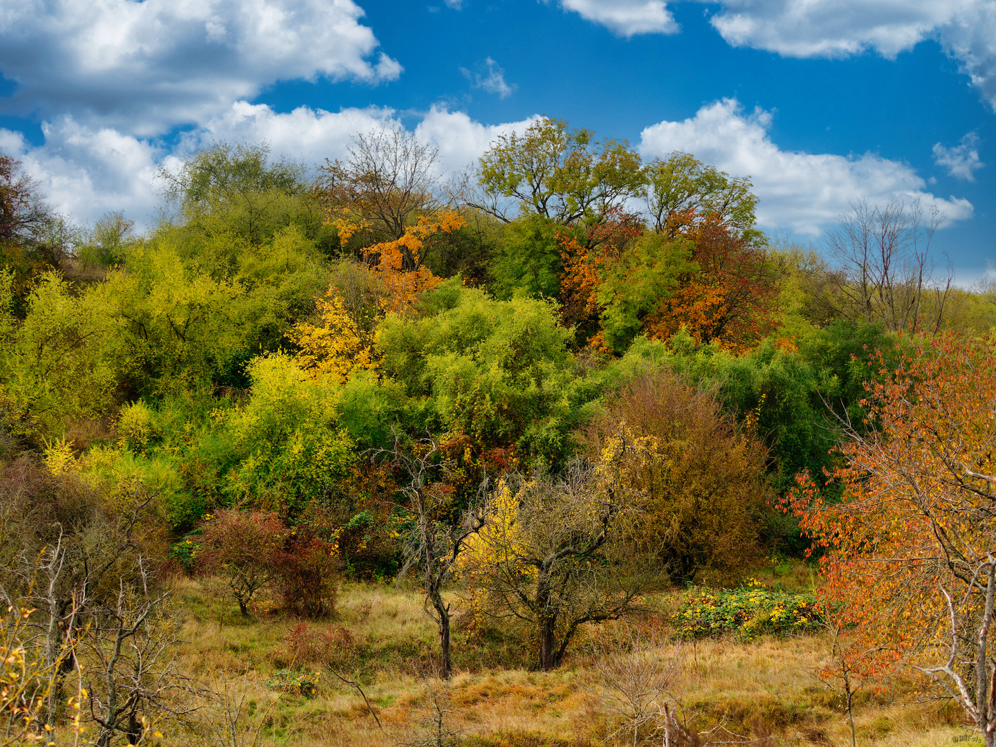 Herbst im Weinberggrund