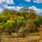 Herbst im Weinberggrund