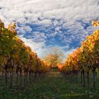 Herbst im Weingarten,