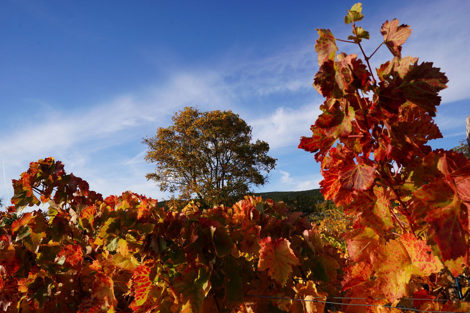 Herbst im Weingarten