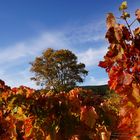 Herbst im Weingarten
