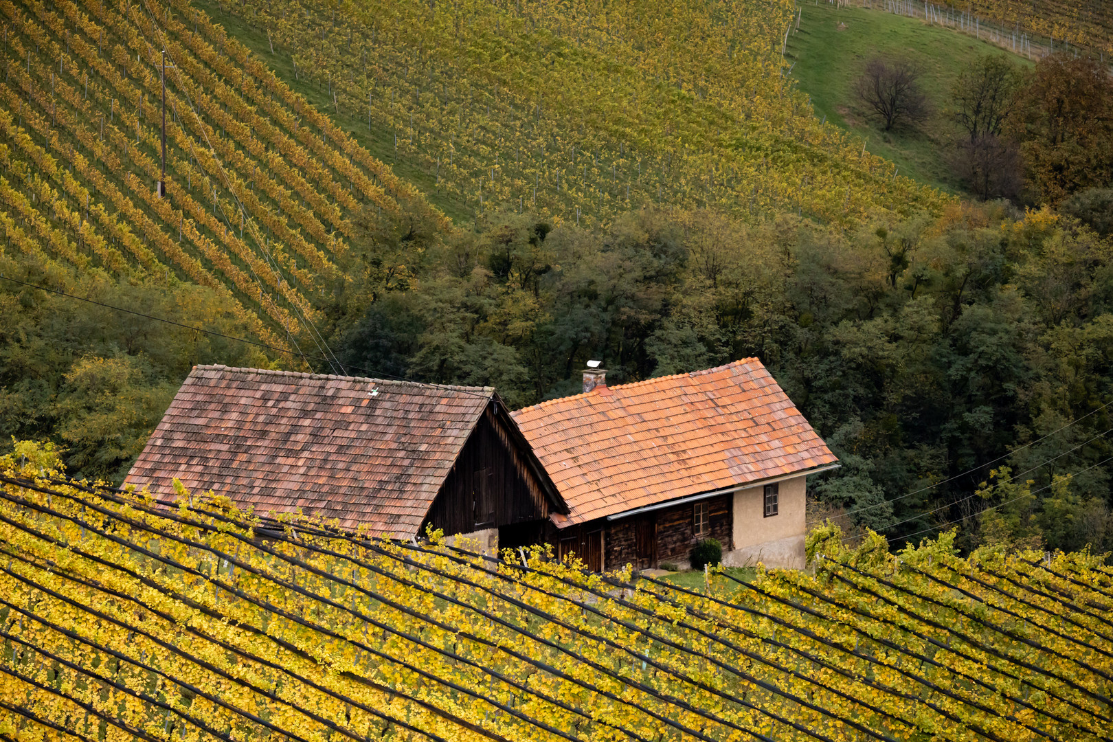 Herbst im Weingarten