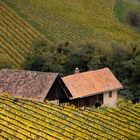 Herbst im Weingarten