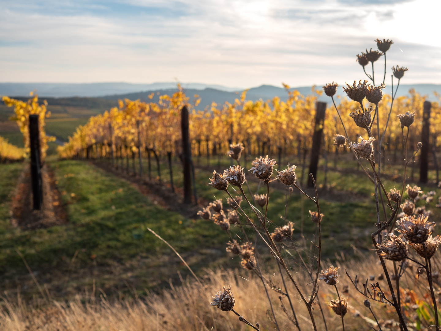 Herbst im Weingarten