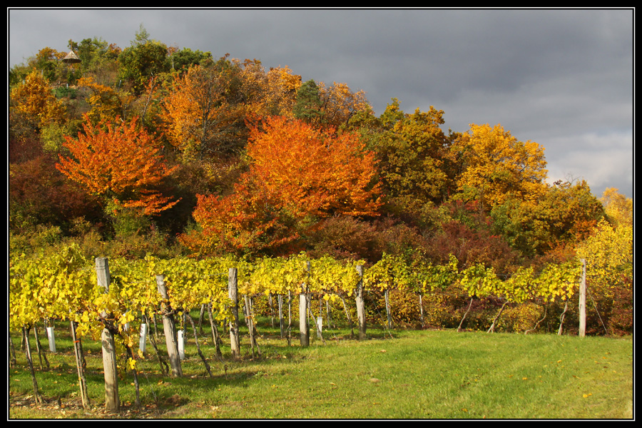 Herbst im Weingarten