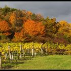 Herbst im Weingarten