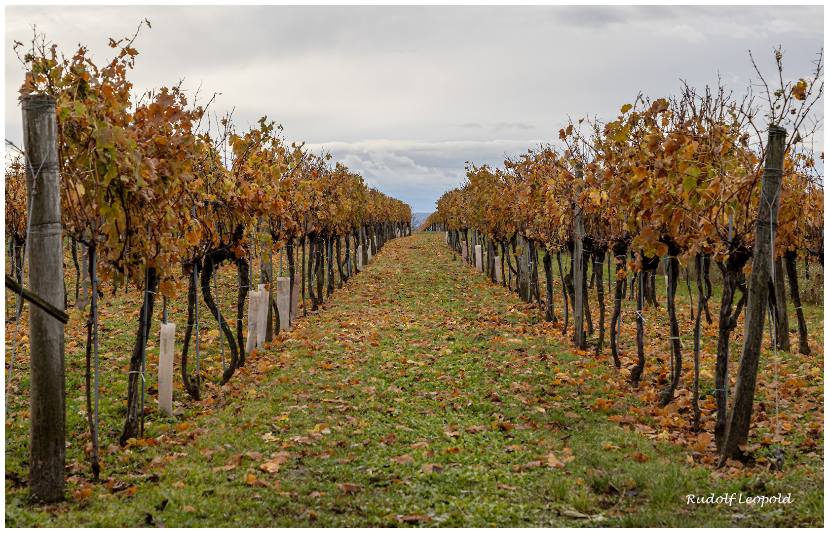 Herbst im Weingarten