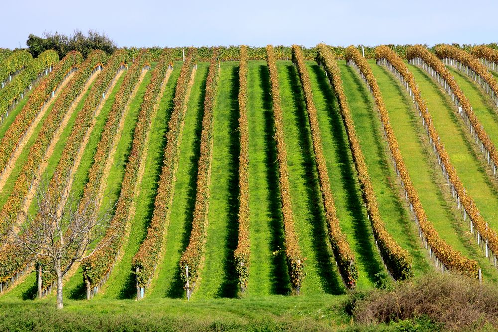 Herbst im Weingarten