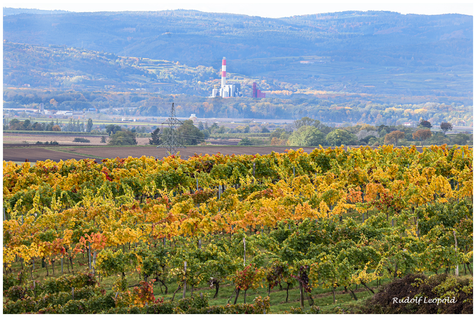 Herbst im Weingarten