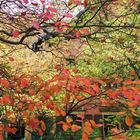 Herbst im Weingut Kern Deidesheim