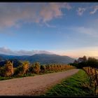 Herbst im Weinland (1)