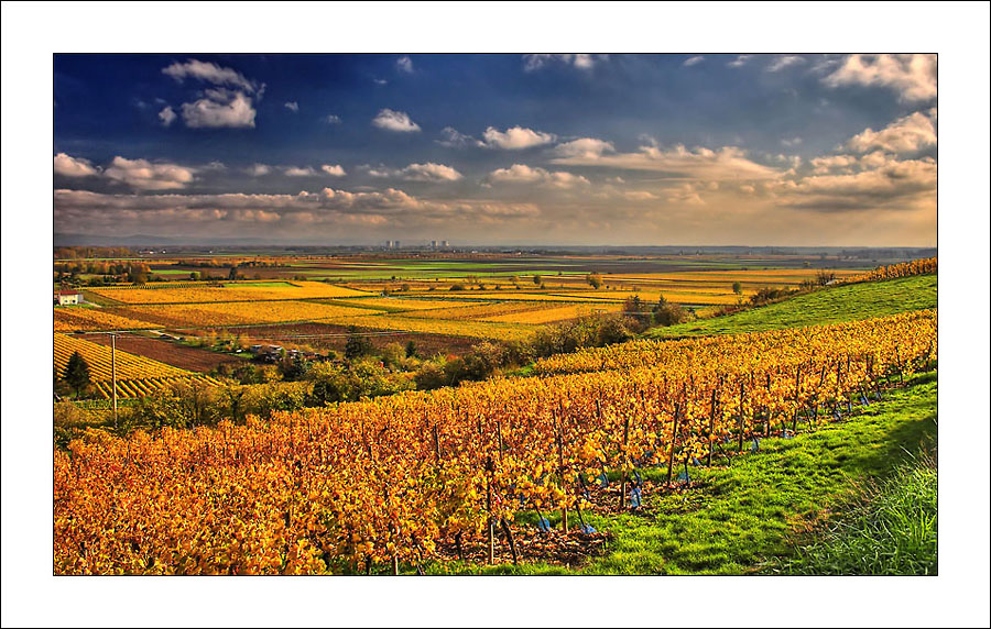 Herbst im Weinland