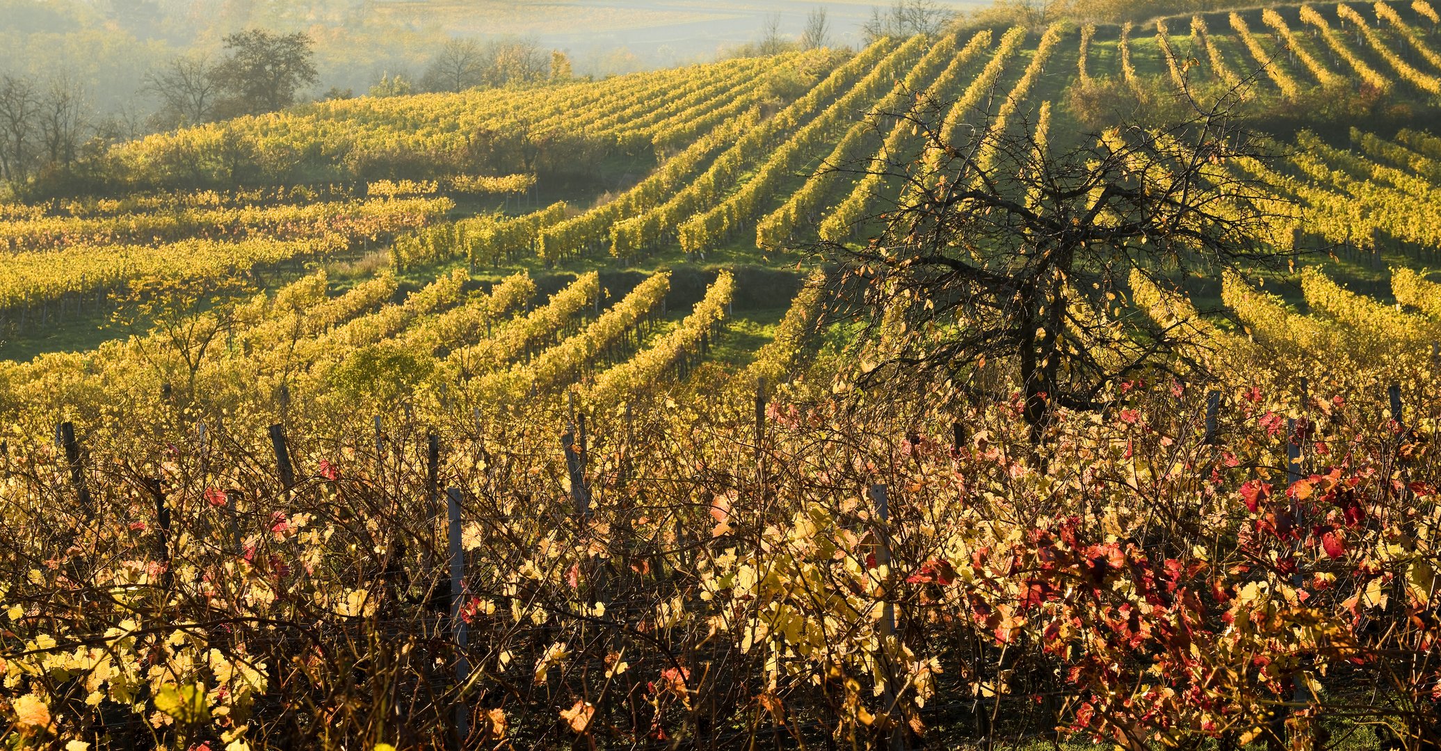  Herbst im Weinviertel bei Röschitz  