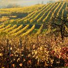  Herbst im Weinviertel bei Röschitz  