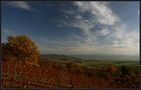 Herbst im Wengert by Marita Dittus 