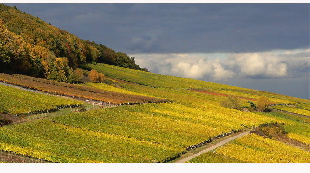 Herbst im Wengert