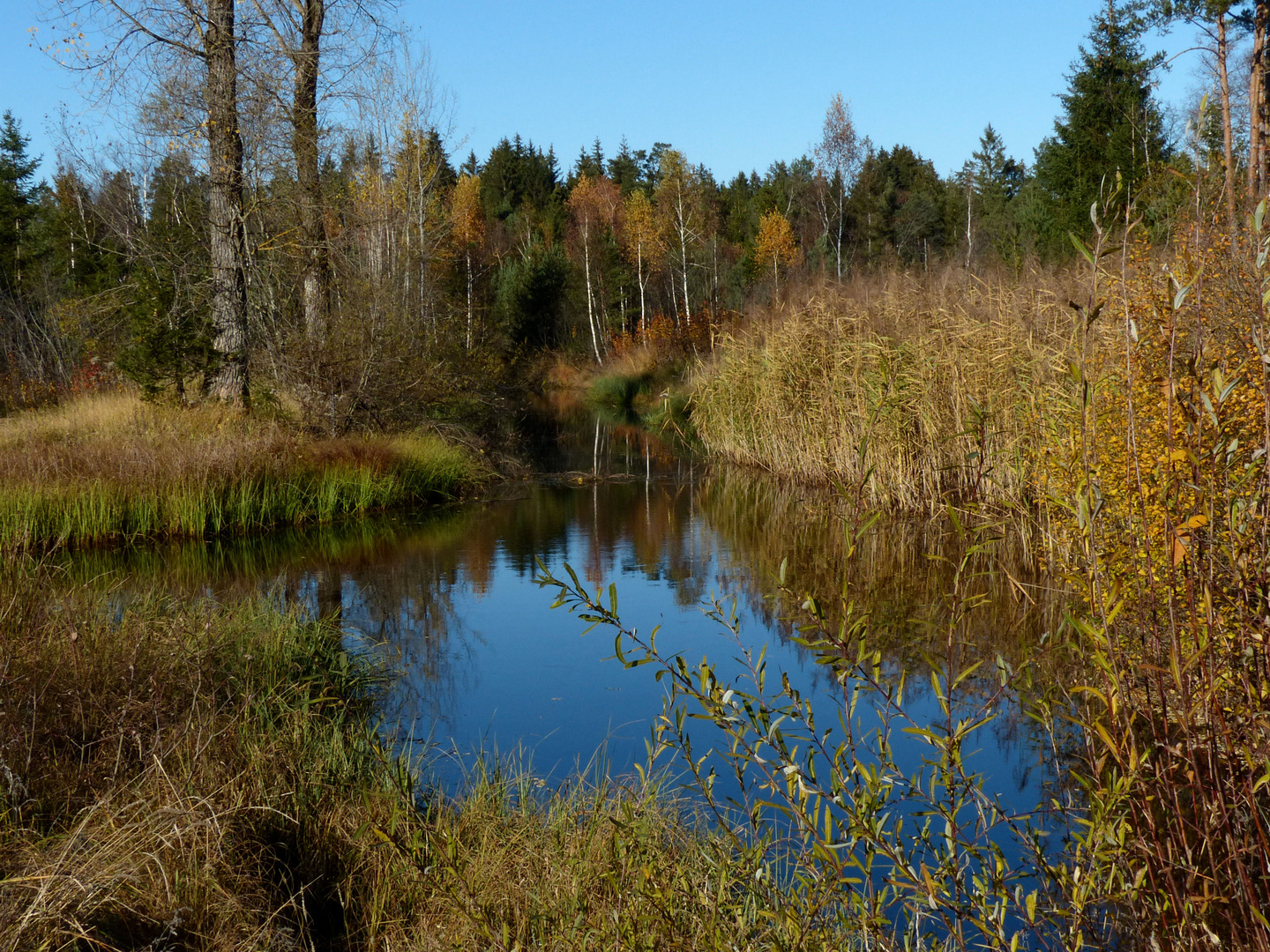 Herbst im Werdensteiner Moos (1)