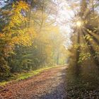 Herbst im Wernerwald Cuxhaven-Sahlenburg