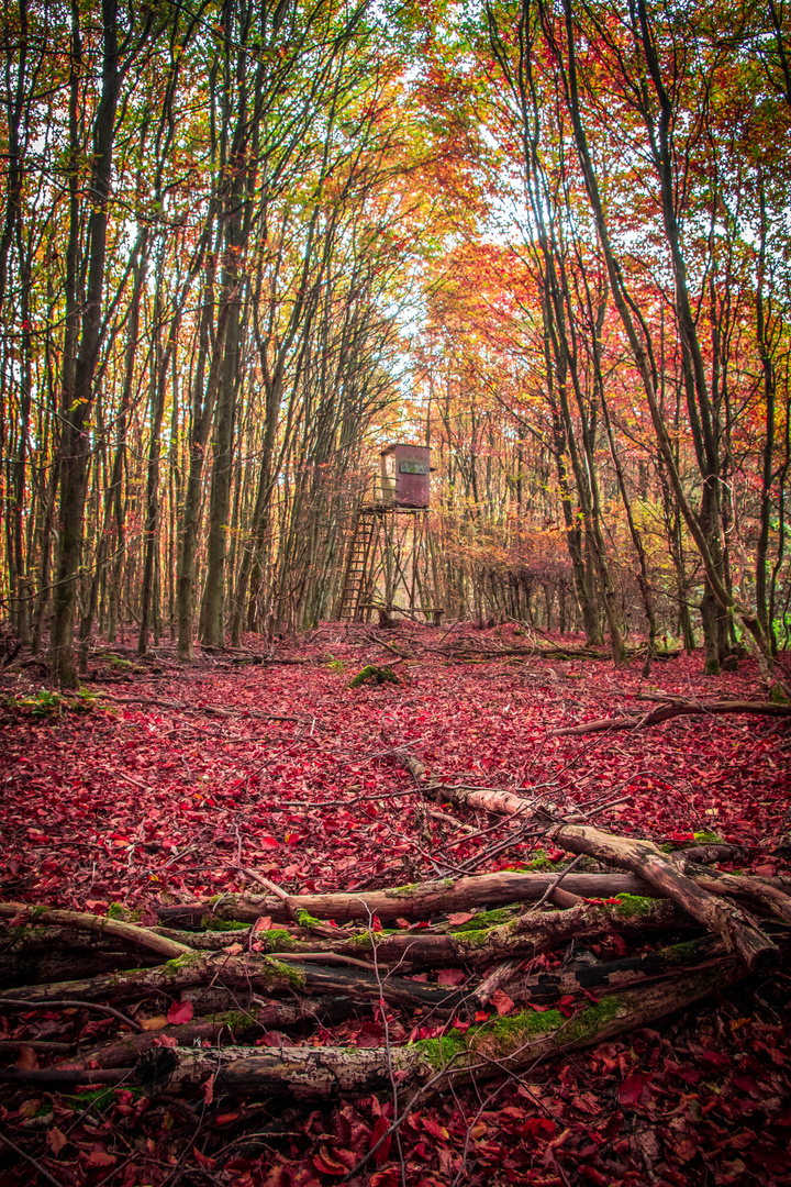 Herbst im Westerwald