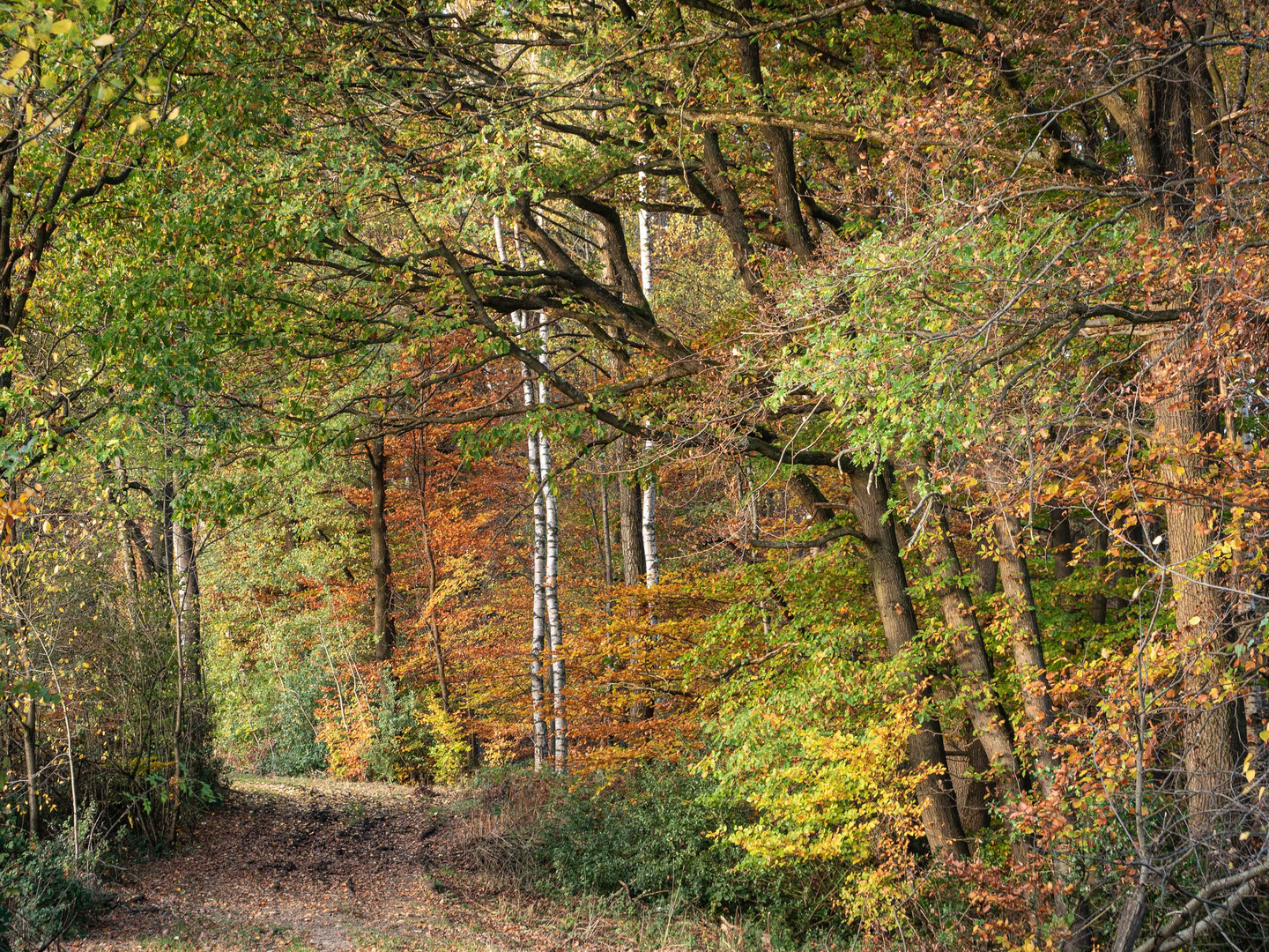 Herbst im Westerwald