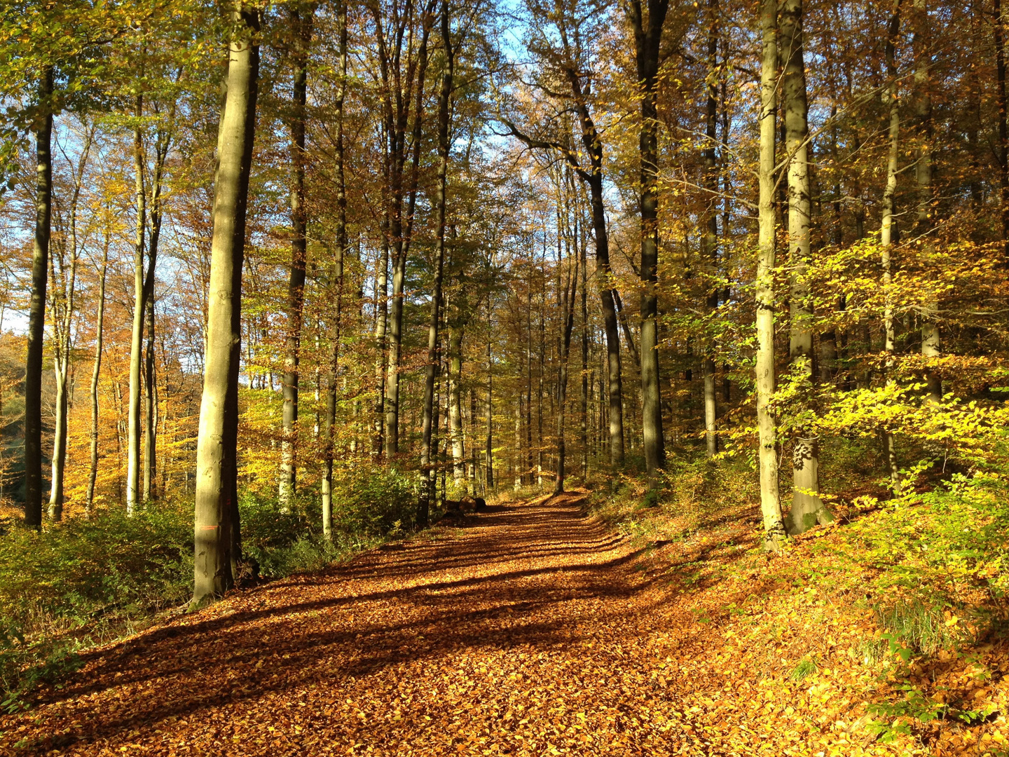 Herbst im Westerwald