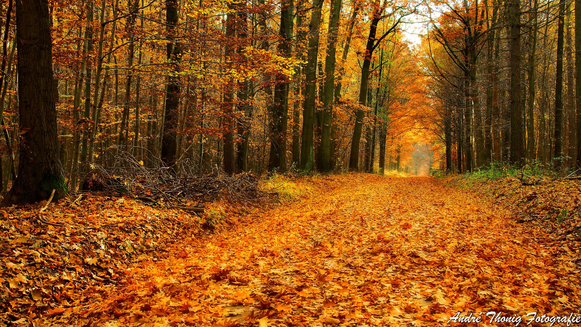 Herbst im Westewitzer Wald