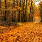 Herbst im Westewitzer Wald