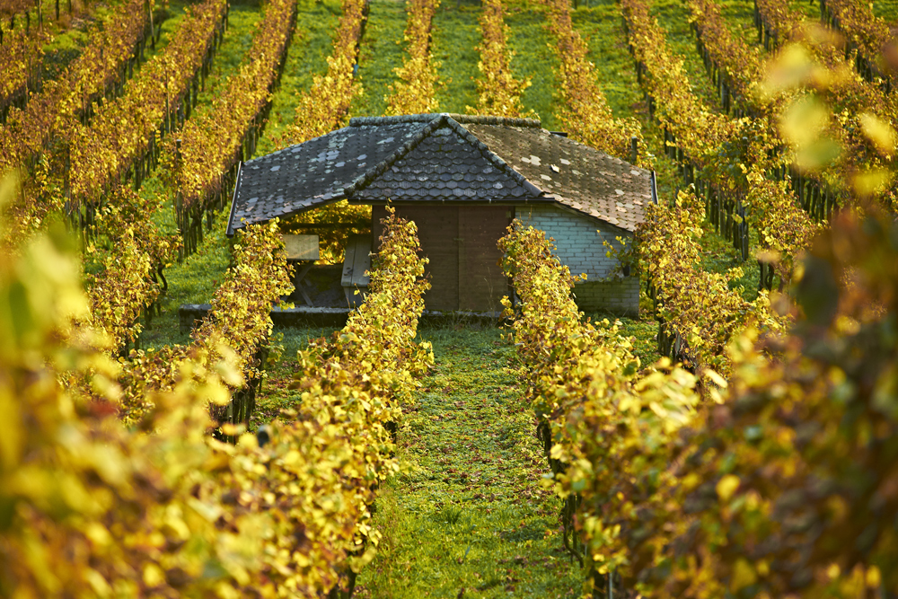 Herbst im Wettinger Weinberg