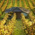 Herbst im Wettinger Weinberg